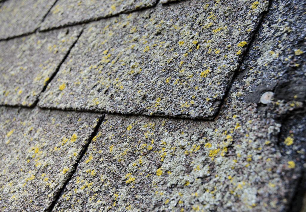 a roof growing mold